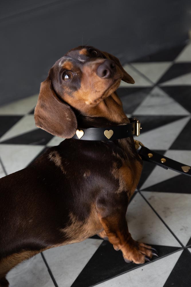 Grand collier pour chien en cuir noir avec cœurs - ÉCHANTILLON