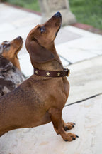 Brown Leather Dog Collar With Stars - SAMPLE