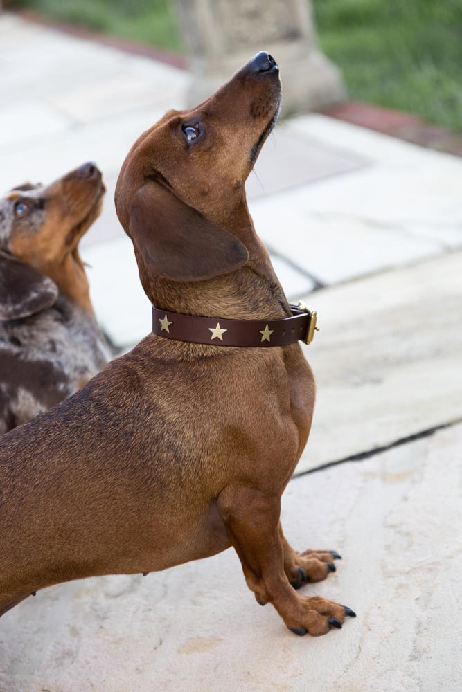 Brown Leather Dog Collar With Stars - SAMPLE